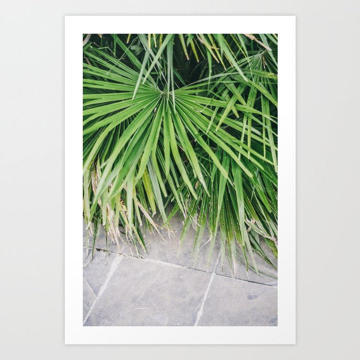 Palm Tree Leaves - Botanical Nature Fine Art Print Art Print
