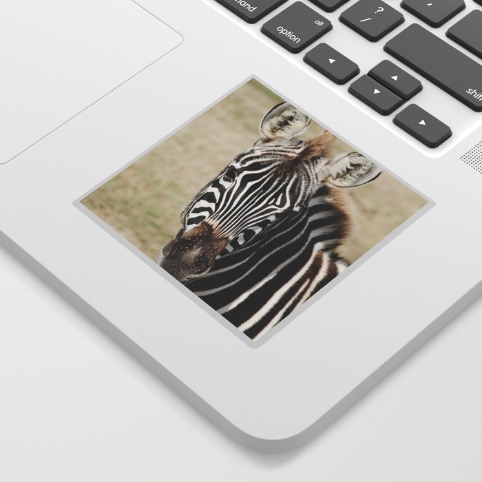 Zebra  Sticker
