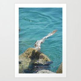 Seagull Flying by the Sea in Amalfi Coast - Italy Travel Photography Art Print