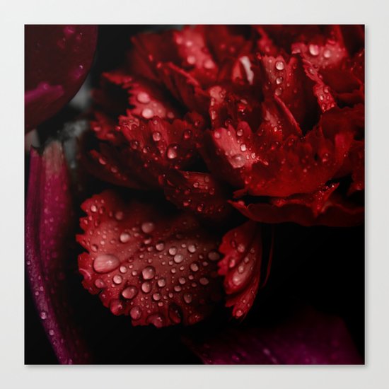 Carnations with drops. Canvas Print