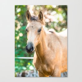 Magical Horses Canvas Print