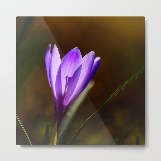 Bright Purple Spring Crocus Metal Print