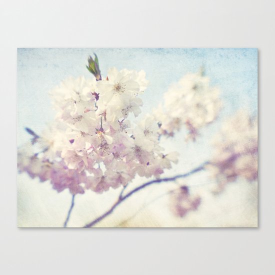 Cherry blossom Canvas Print