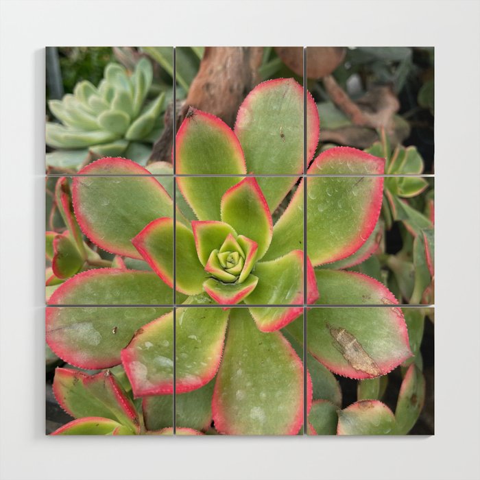 Nature Plant Succulent Vintage Photography Wood Wall Art