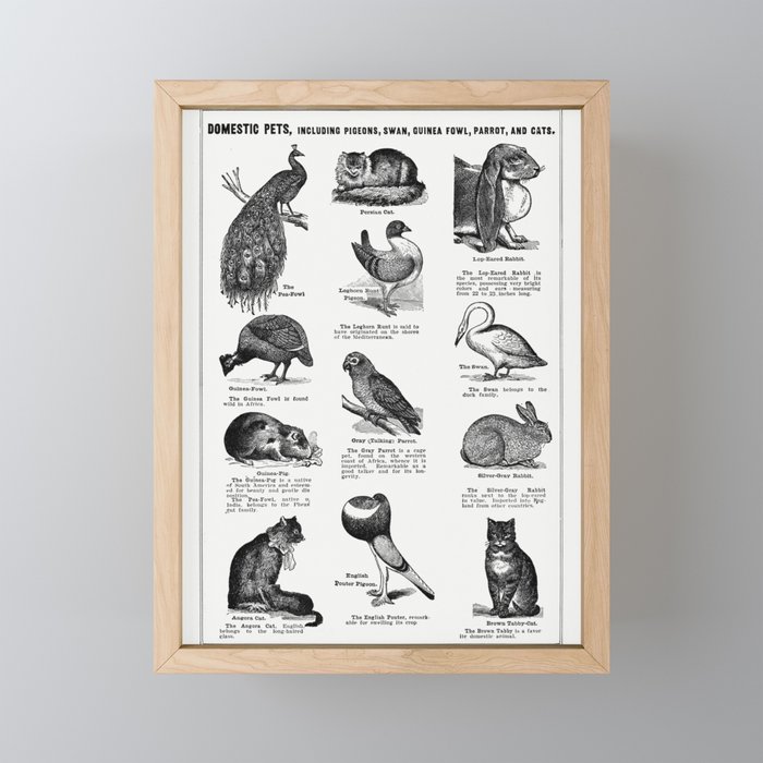 Bird Breeds Framed Mini Art Print