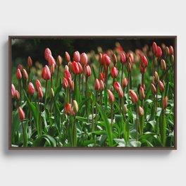 Tulips, tulips.. i know... tulips Framed Canvas