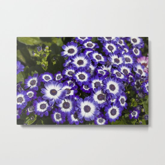 Cineraria Purple Metal Print