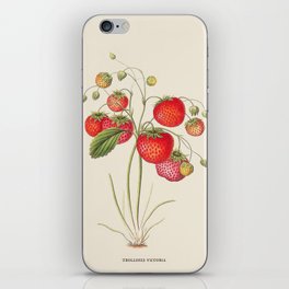 Strawberry Antique Botanical Illustration iPhone Skin