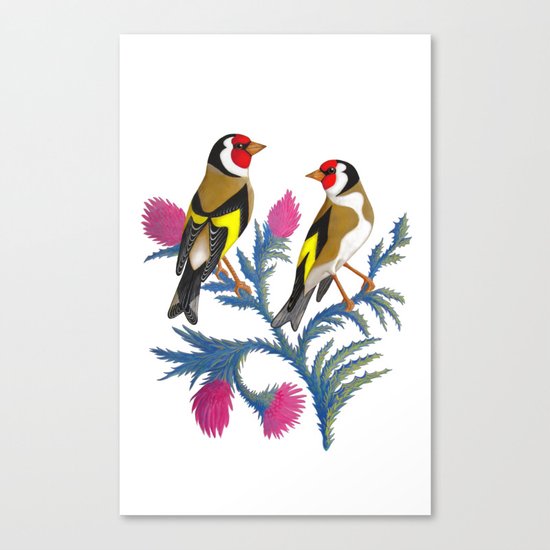 carduelis carduelis (euro goldfinch) Canvas Print