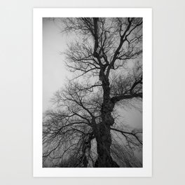 Nature Photography Weeping Willow | Lungs of the Earth | Black and White Art Print
