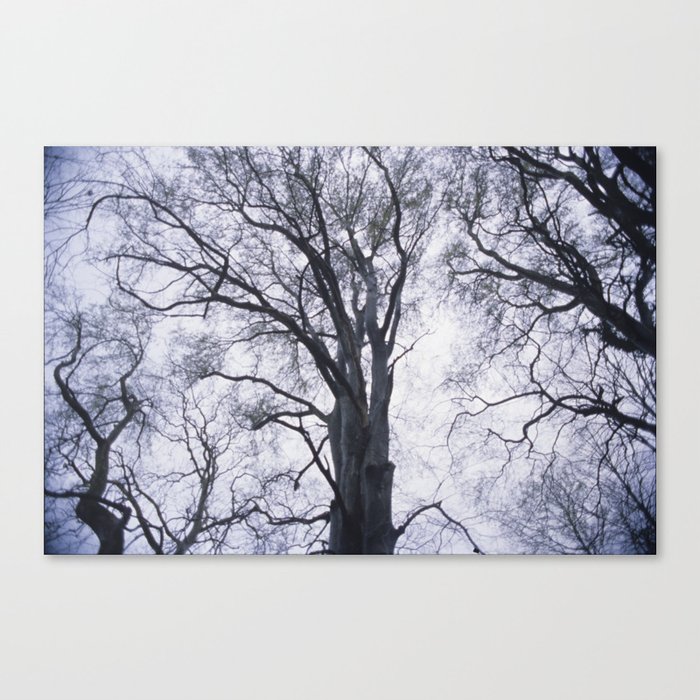 Look up at the Trees Canvas Print
