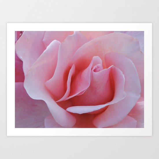 Rose Petal Pink Art Print
