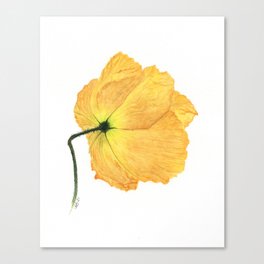 Yellow Poppy 9 Canvas Print