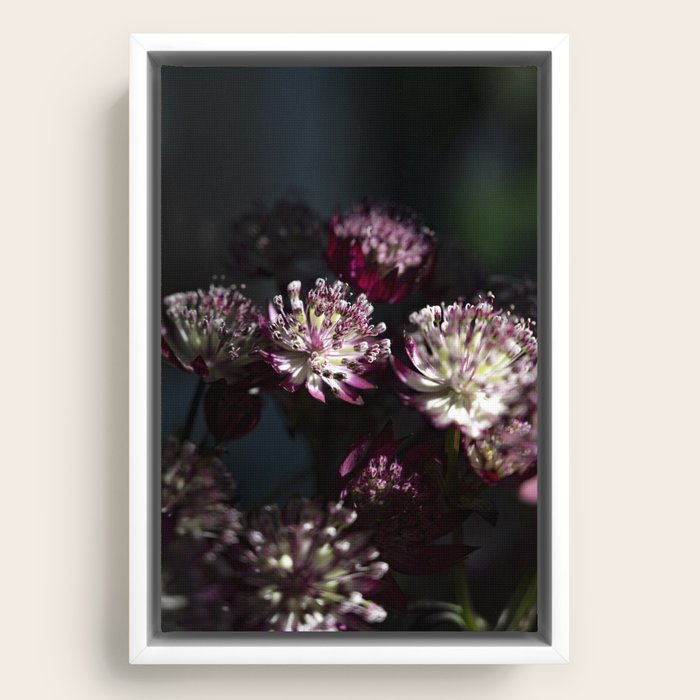 Framed Canvas