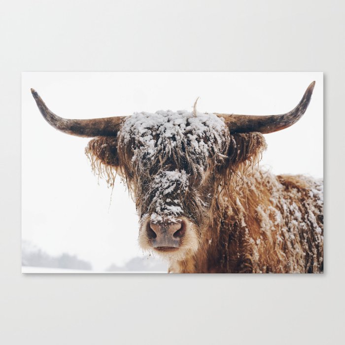 Snow Covered Highland Cow Canvas Print By Pjwphoto Society6
