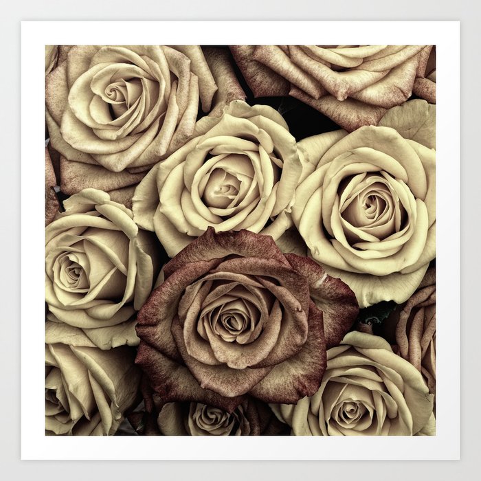 Brown Roses Art Print
