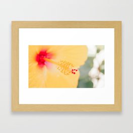 Sunshine Hibiscus Framed Art Print