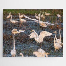 White Egret landing in a marsh filled with other egrets Jigsaw Puzzle