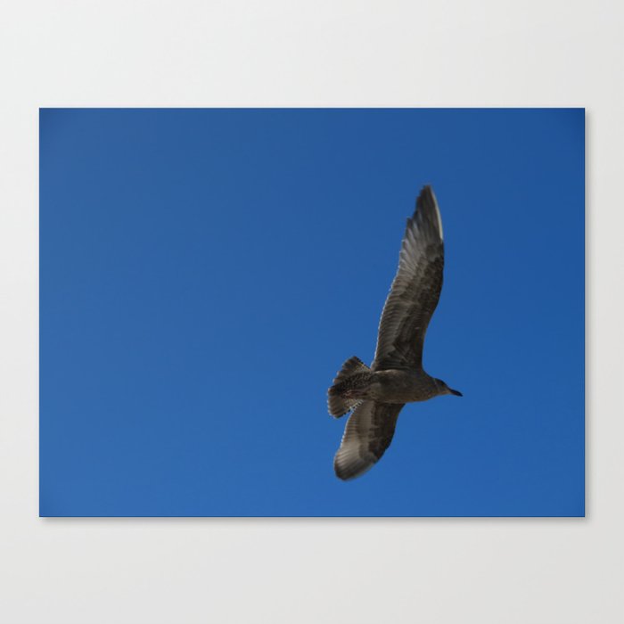 Flying Hawk Canvas Print