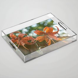 Two Orange Tiger Lily In Sunlight Acrylic Tray
