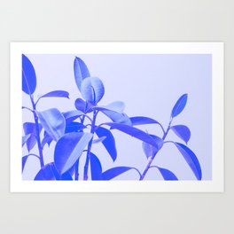 Rubber Plant Riso Art Print | Rubberplant, Blue, Photo, Plant, Lightpurple, Botanical, Risograph, Rubbertree, Digital, Leaves 