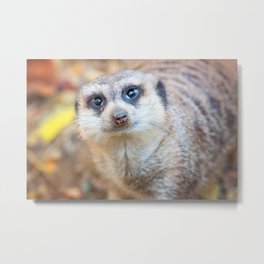 Meerkat Metal Print | Natura, Face, Digital, Nature, Meerkat, Animal, Photo, Suricate, Color, Mongoose 