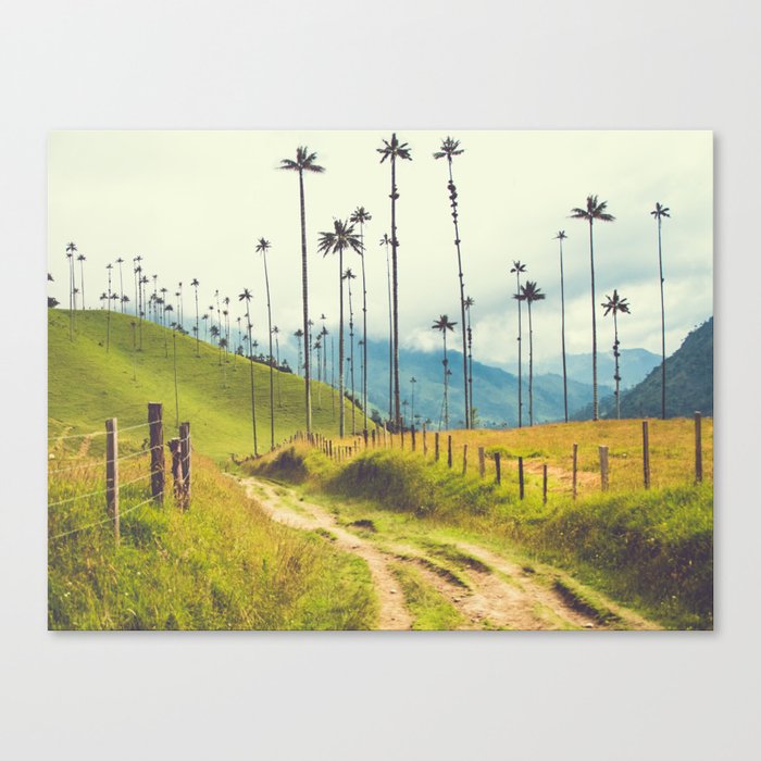 Wax Palms Tower over Colombian Coffee Plantation Fine Art Print Canvas Print