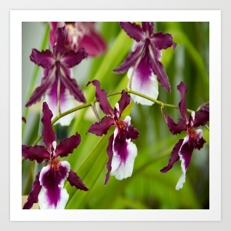 Oncidium Orchids Art Print By Jlwphotography Society6