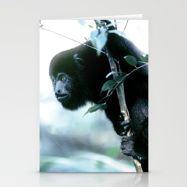 Howler Monkey in Costa Rica Stationery Cards