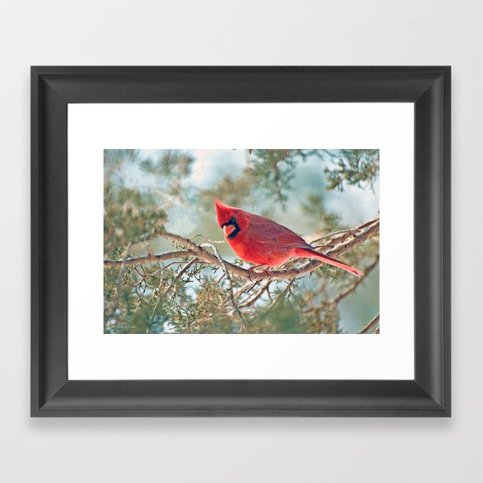 I Spy: Northern Cardinal Framed Art Print
