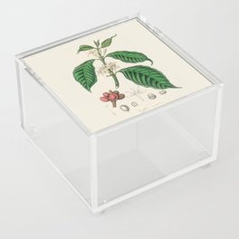 Coffee Bean Antique Botanical Illustration Acrylic Box