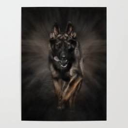German Shepherd Dog - Running Poster