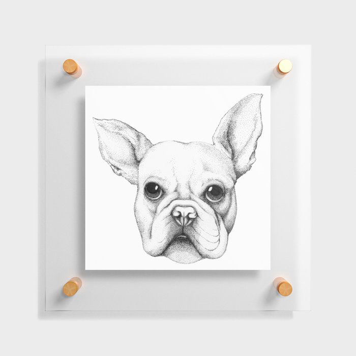 Cute french bulldog Floating Acrylic Print