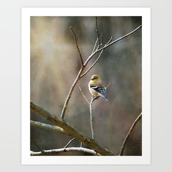 Morning Goldfinch Art Print