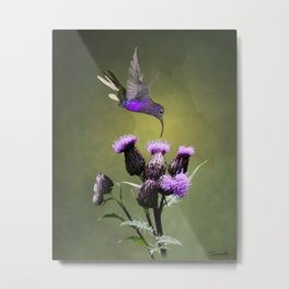 Violet Sabrewing Hummingbird and Thistle Metal Print