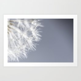 Sparkling dandelion with droplets - Flower water Art Print