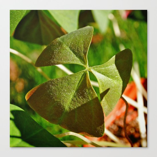 Shamrock closeup Canvas Print