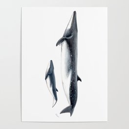 Bryde´s whale and baby whale Poster