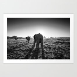 Group of African elephants walking at sunset Art Print