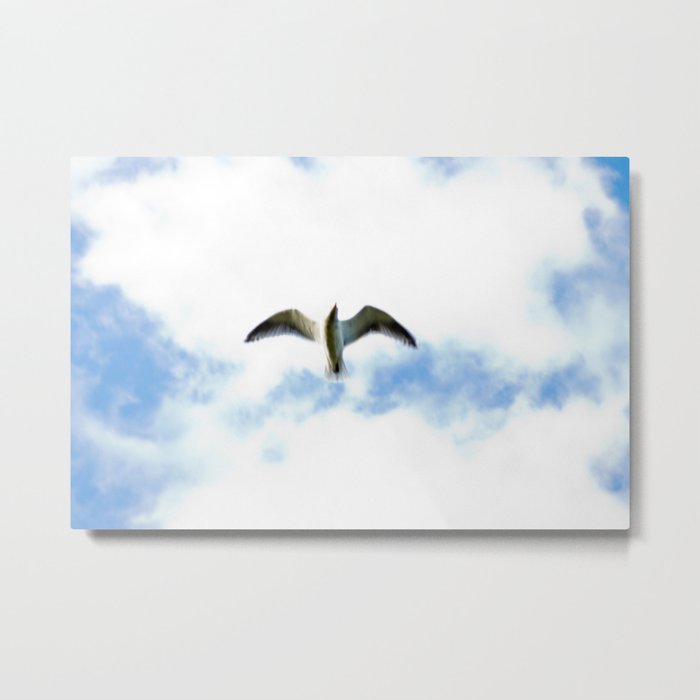 Seagull in Flight Metal Print