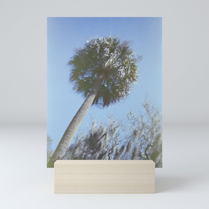 Palm Trees of the South - Savannah, Georgia - 35 mm film photograph  Mini Art Print