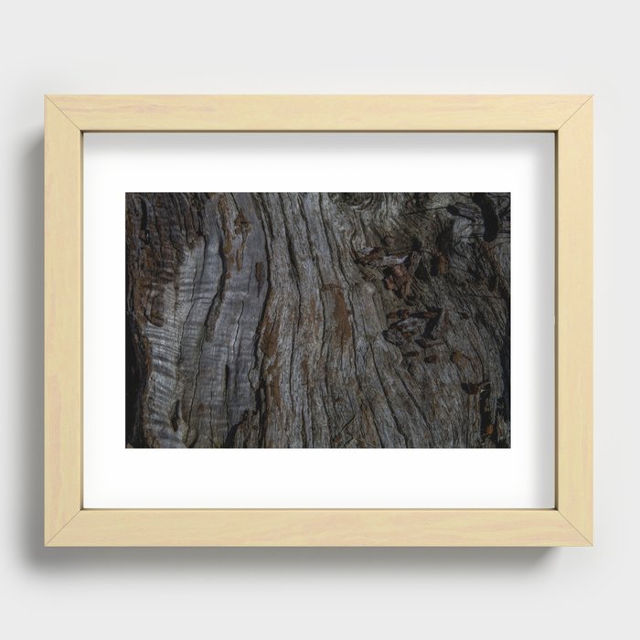 Koa Tree Trunk Recessed Framed Print