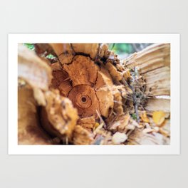 Heartwood After the Fall Art Print