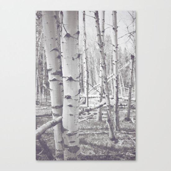 Black and White Aspens Canvas Print