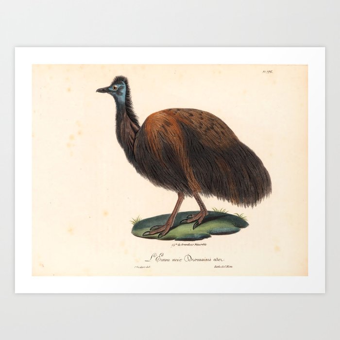 Ornithological illustration from "La Galerie de Oiseaux" ("Bird Gallery"), 1825 Art Print