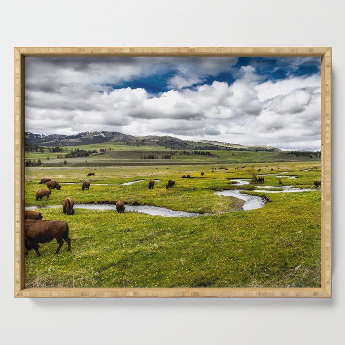 Yellowstone, Home on the range, American buffalo / bison grazing in spring fields of green river prairie landscape color photograph / photography Serving Tray