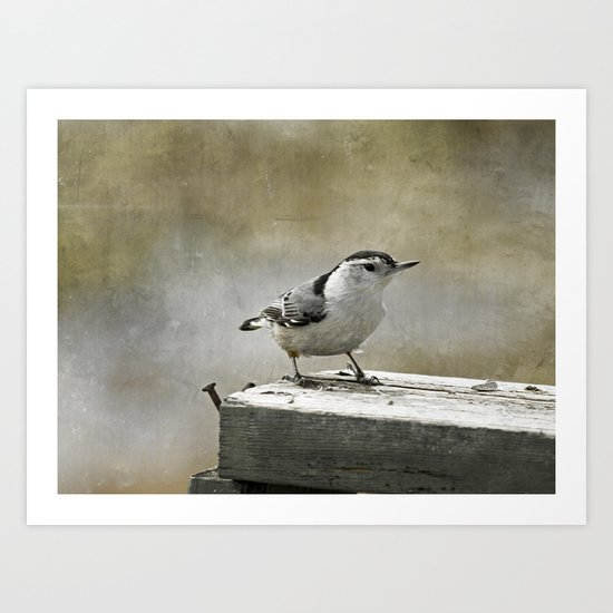 White Breasted Nuthatch Art Print