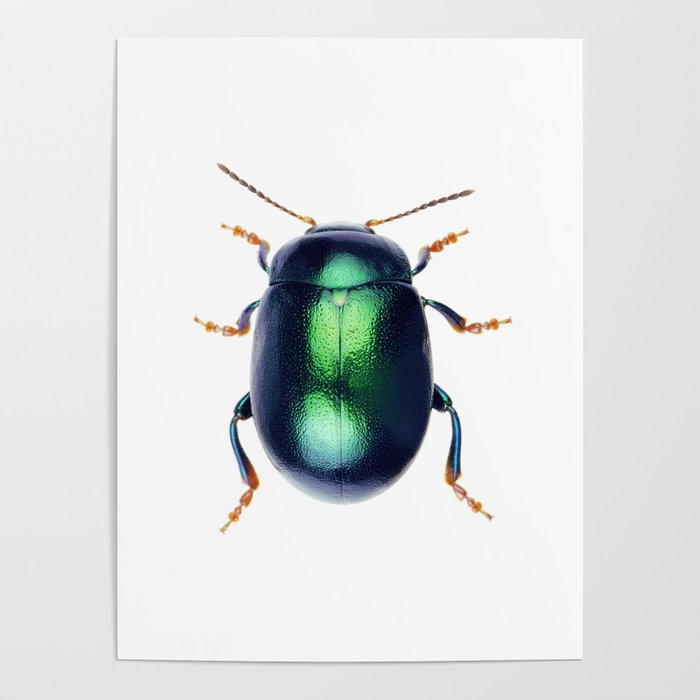 Chrysolina Herbacea Poster