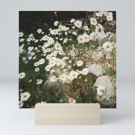 White daisies(Film camera) Mini Art Print