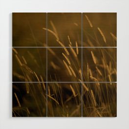 South Africa Photography - Straws Shined On By The Sunset Wood Wall Art